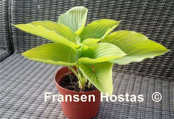 Hosta Wundergold